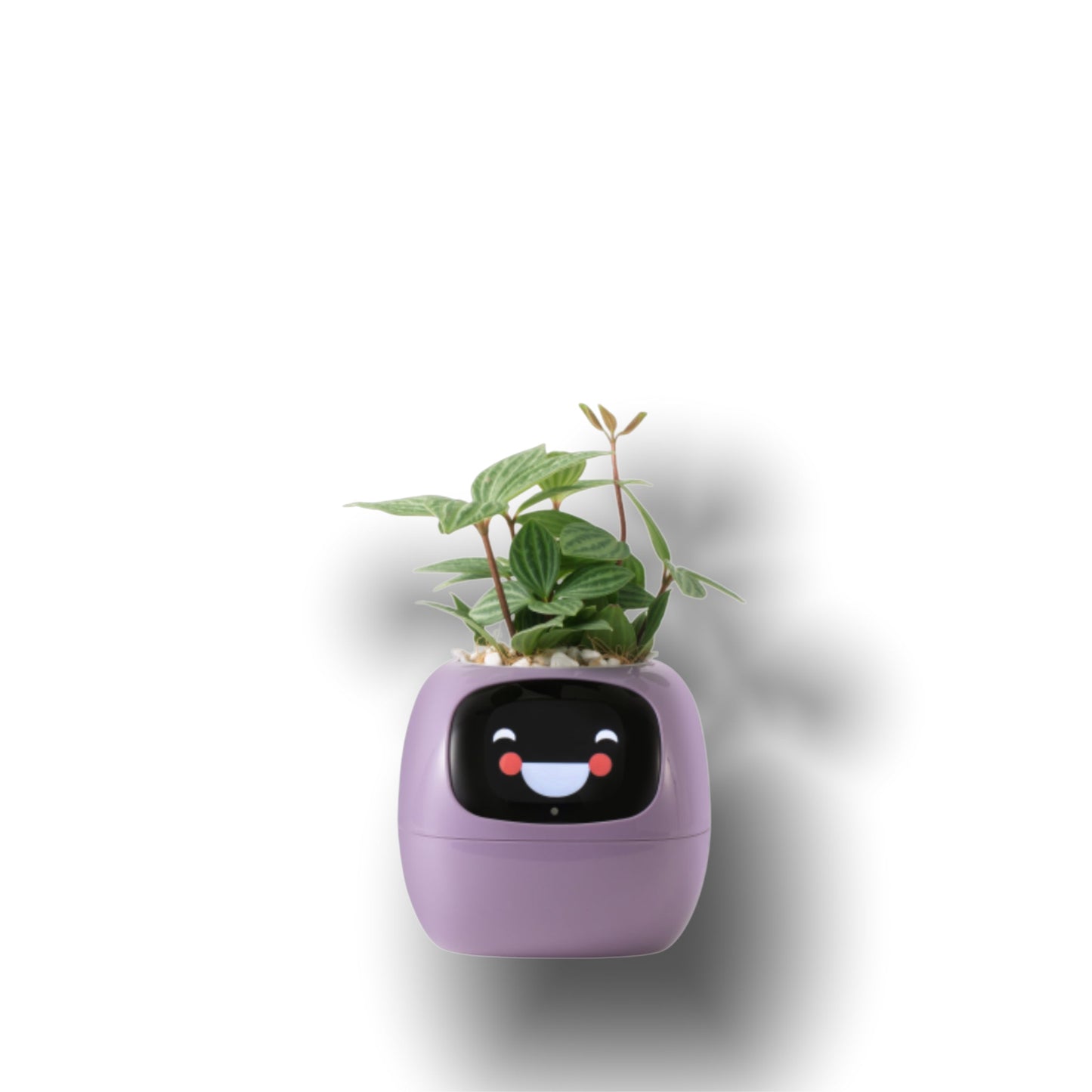 Ivy Smart Pet Planter